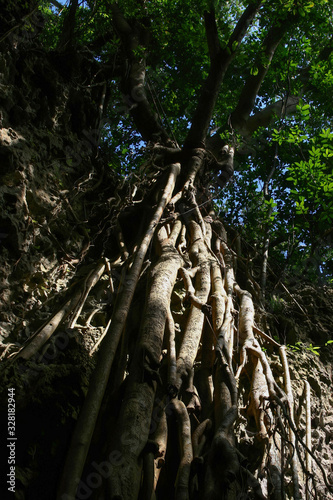 Beautiful tree in the Kenting National Park © Kit Leong