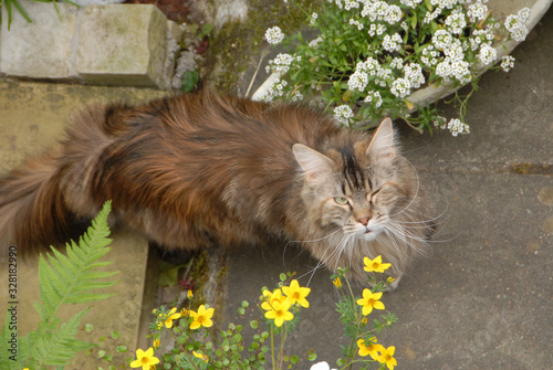 neighbour's Main Coon
