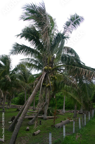 Storm damage lots of coconut trees