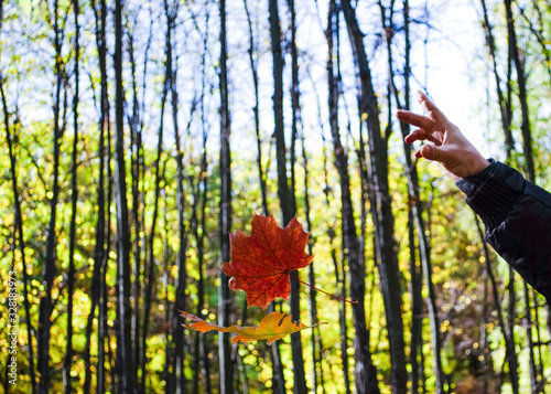 Male hand throwing maple leaf in the autumn forest. Blurred background.