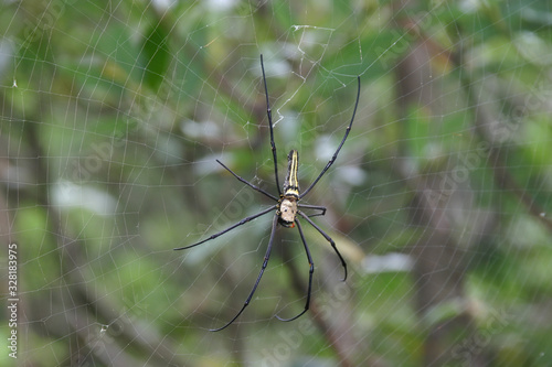 Close up shot of the Nephila spider and it's web © Kit Leong
