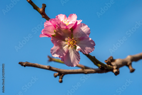 Pink almond flower on almond tree branch on a spring morning in the garden. 