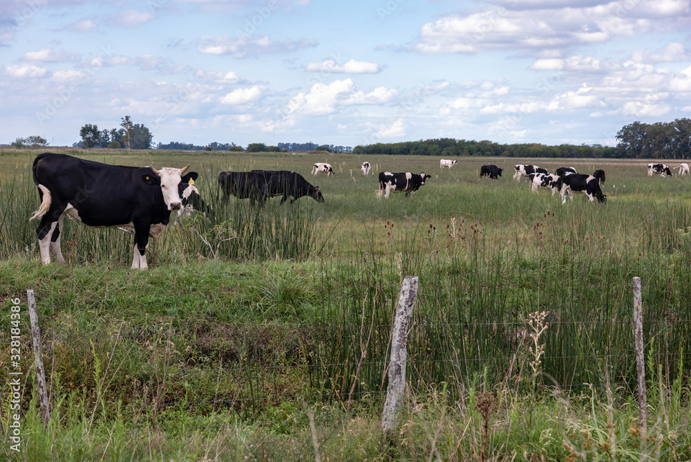 Set of cows grazing in the field. One of them looking closer to the camera, with its ears marked by yellow labels Set of cows grazing in the field. One of them looking closer to the camera, with its ears marked by yellow labels