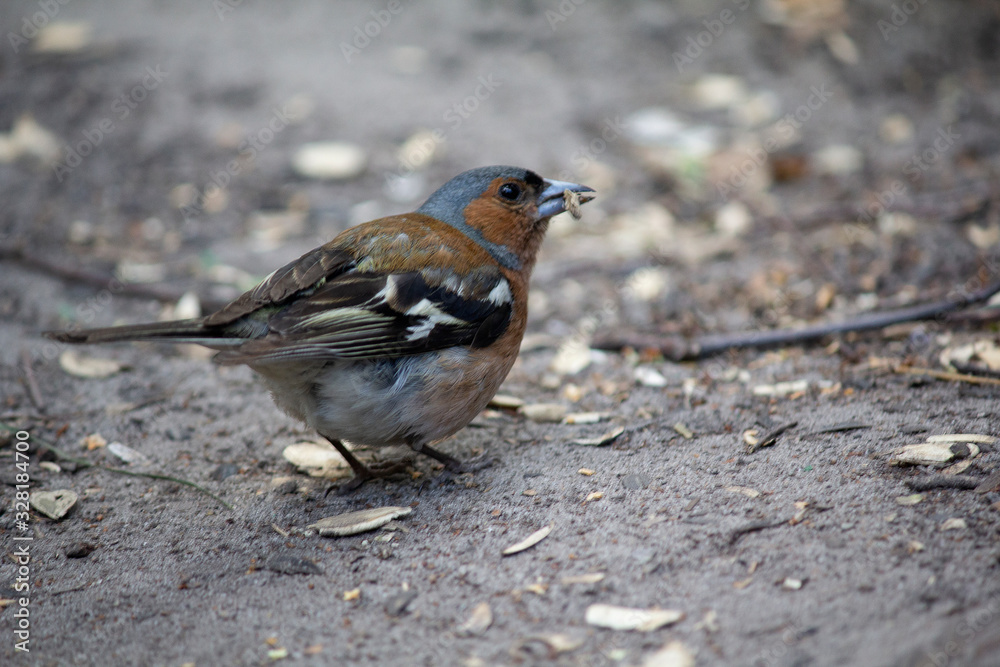 Chaffinch (Fringilla coelebs) on the ground in the park. Birds Chaffinch (Fringilla coelebs) on the ground in the park. Birds
