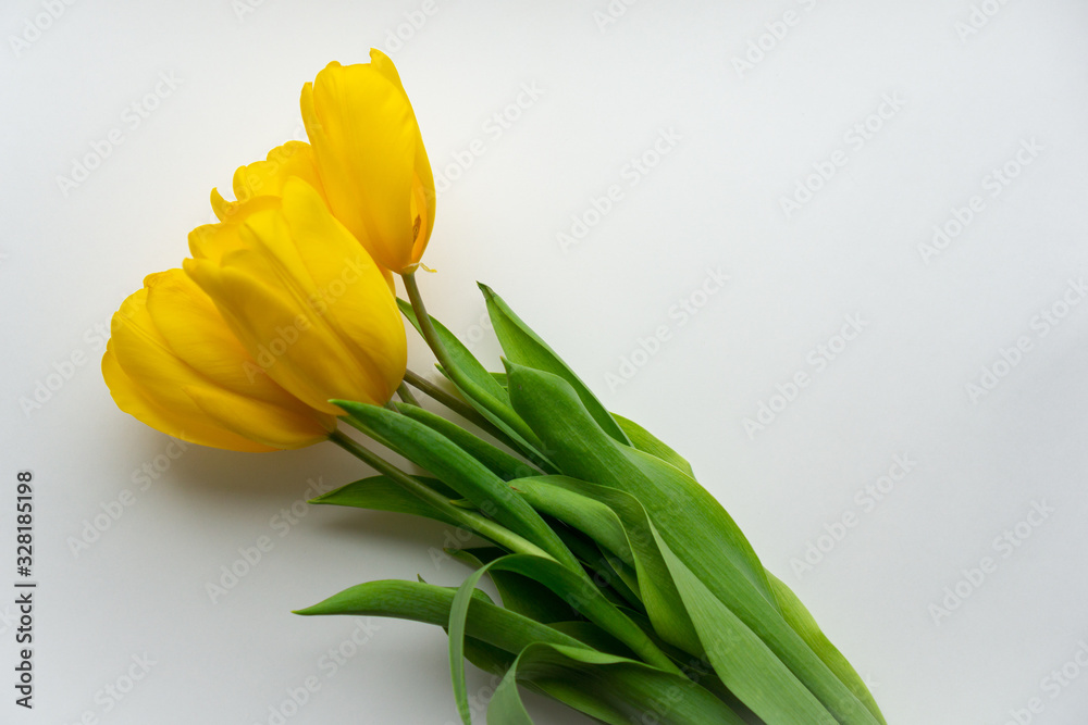 Bouquet of fresh bright five yellow tulips on white background. Bouquet of fresh bright five yellow tulips on white background.