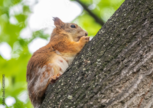 The squirrel sits on a tree trunk in the spring.