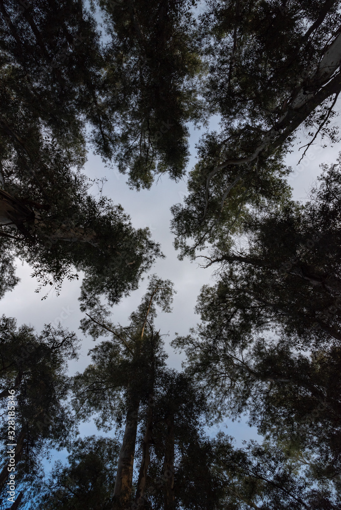 Trees from down side Trees from down side