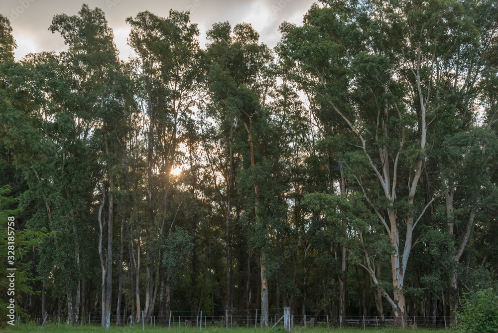 Fototapeta premium Little forest next to a grass field on a cloudy day