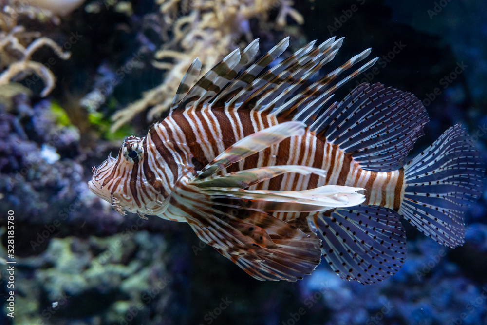 tropical fish tropical fish