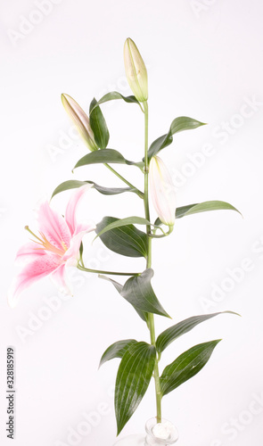  big pink lily flower on green branch with leaves isolated on white, background