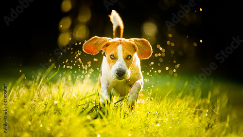 Photography Dog Beagle running fast and jumping with tongue out through green grass field in