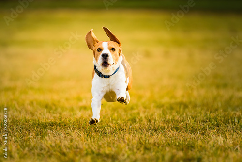 Vászonkép Dog Beagle running fast and jumping with tongue out through green grass field in