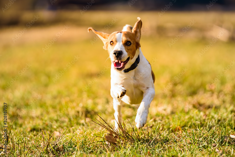 Dog Beagle running fast and jumping with tongue out through green grass field in a spring