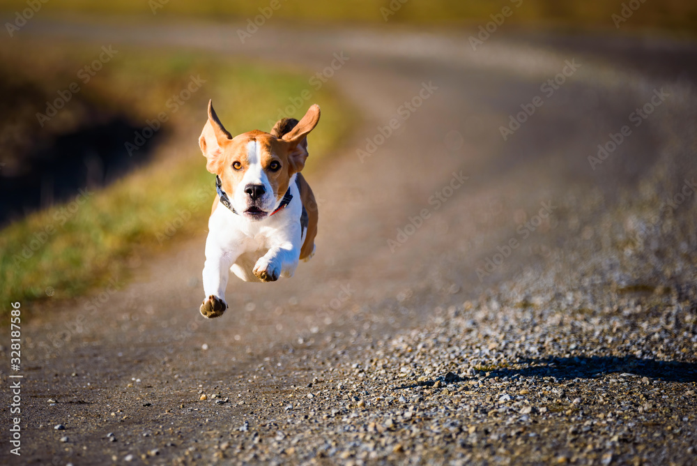 Dog Beagle running fast and jumping with tongue out on the rural path Dog Beagle running fast and jumping with tongue out on the rural path
