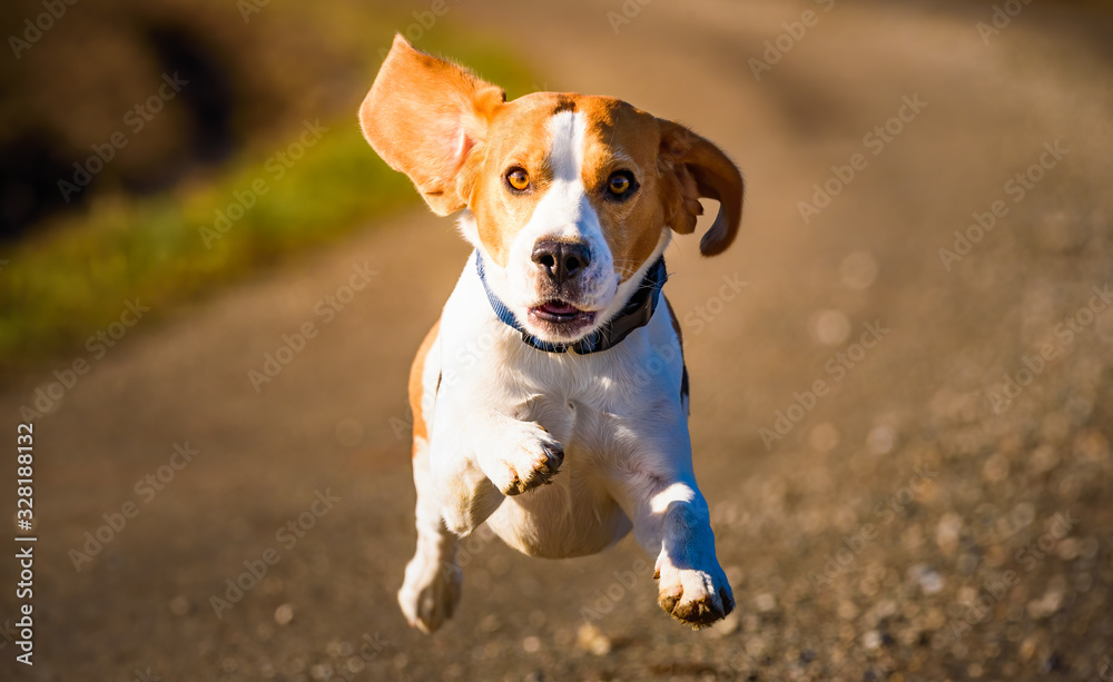 Dog Beagle running fast and jumping with tongue out on the rural path