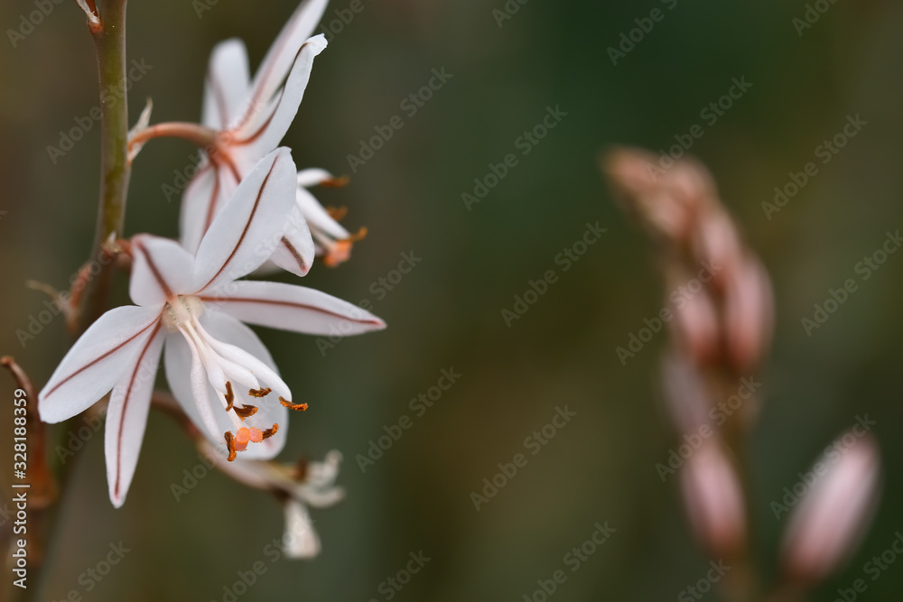 Fistulous asphodel (Asphodelus fistulosus) with nice white flowers on green background in the field Fistulous asphodel (Asphodelus fistulosus) with nice white flowers on green background in the field