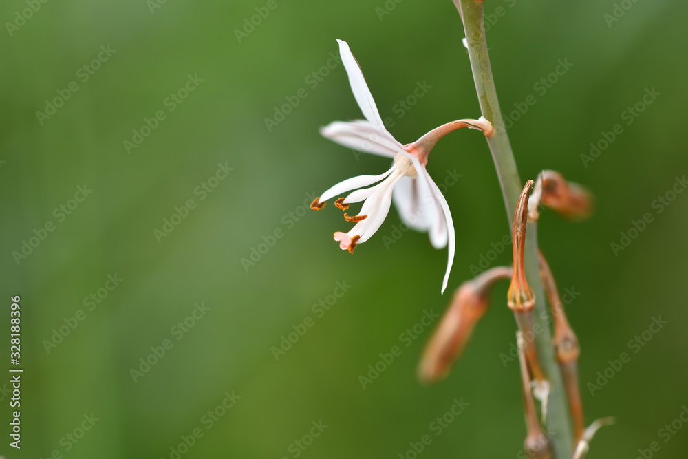 Fistulous asphodel (Asphodelus fistulosus) with nice white flowers on green background in the field Fistulous asphodel (Asphodelus fistulosus) with nice white flowers on green background in the field