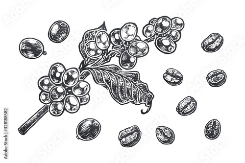 Seamless pattern with Coffee beans. Vector design