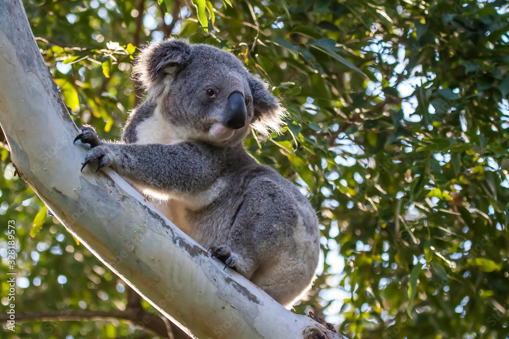 Fototapeta premium koala in the wild