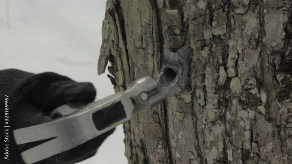 Close Up of Tap Being Hammered Into Maple Tree To Collect Sap For Maple Syrup