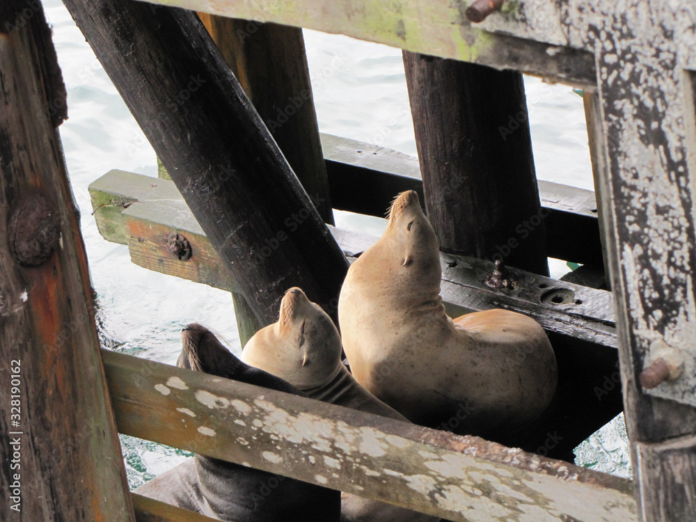 Fototapeta premium Sunning Seals