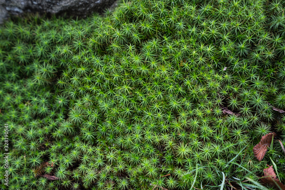 Moss Texture Moss Texture