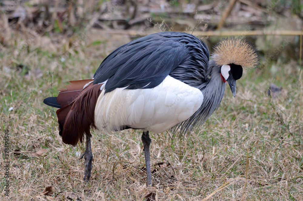 Fototapeta premium A view of a South Afican crowned crane