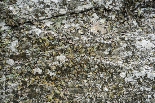 Lichen on Stone