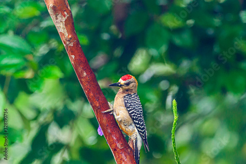 Hoffmann's Woodpecker Melanerpes hoffmannii  photo