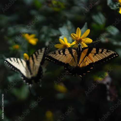 Swallowtail Butterflies 