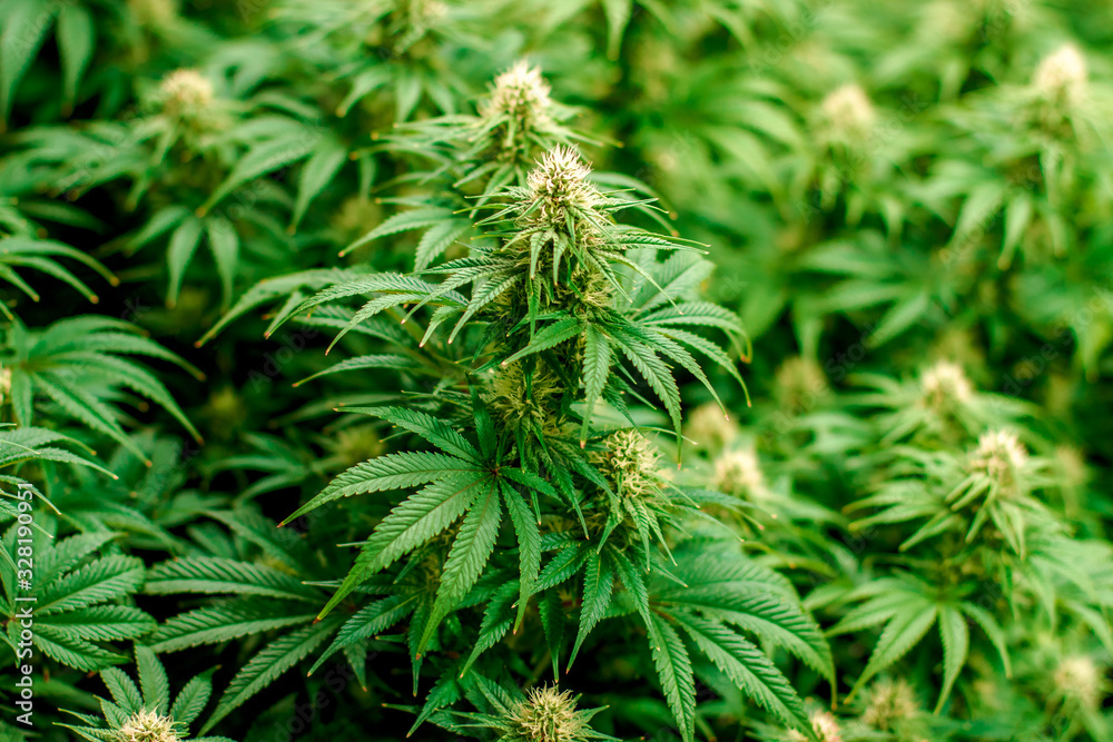 Maturing Indoor Recreational and Medical Marijuana Industry Plant with visible pistils Maturing Indoor Recreational and Medical Marijuana Industry Plant with visible pistils