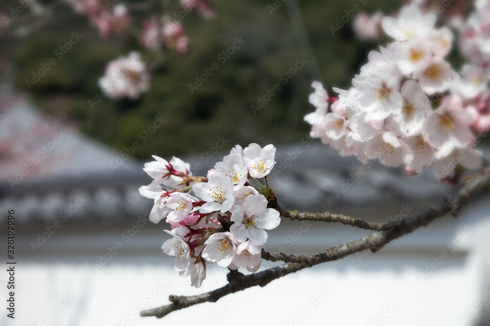 桜・開花 #01_ソフトフォーカス風 / 山口県岩国市横山紅葉谷公園