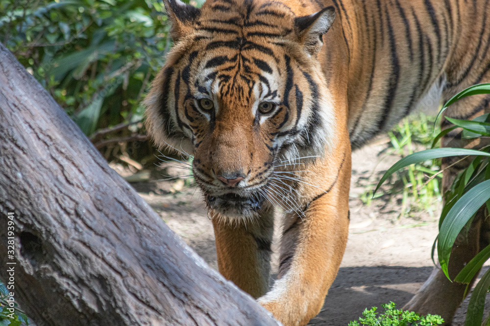 Obraz premium tiger in zoo