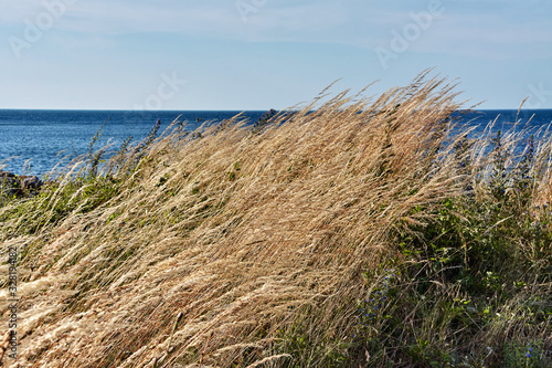 Grasses on the coast of Baltic Sea in Svaneke  Bornholm island  Denmark.