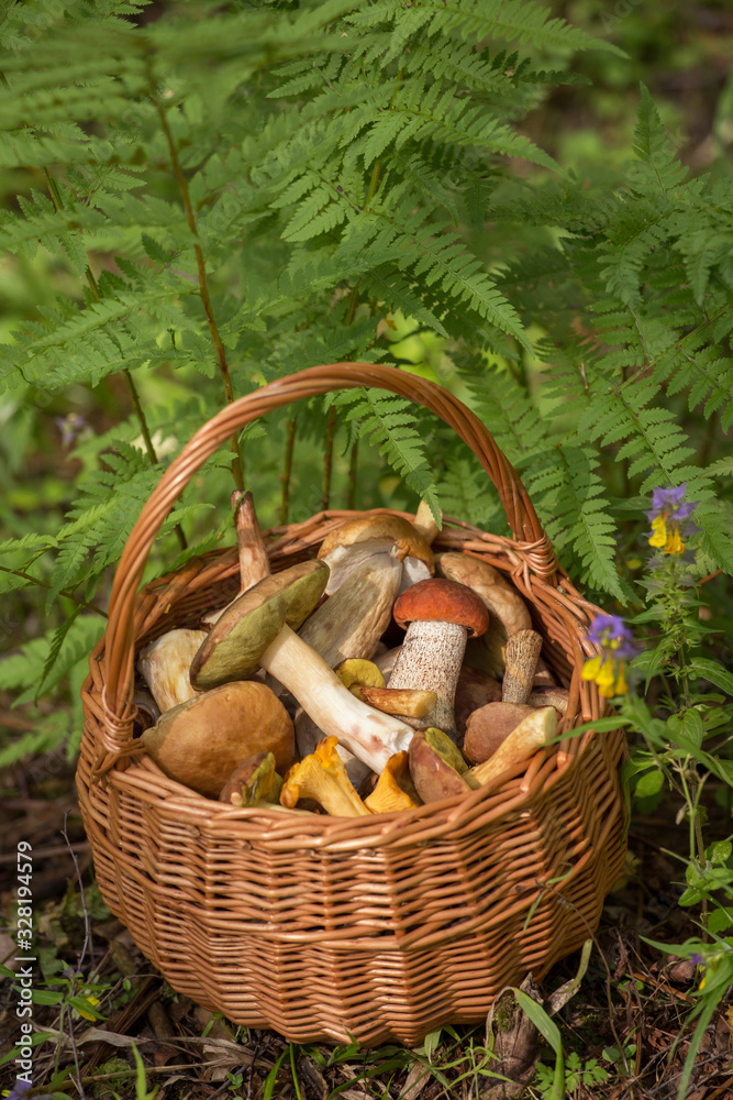 Edible mushrooms porcini in the wicker basket in grass and fern. Natural, forest Edible mushrooms porcini in the wicker basket in grass and fern. Natural, forest