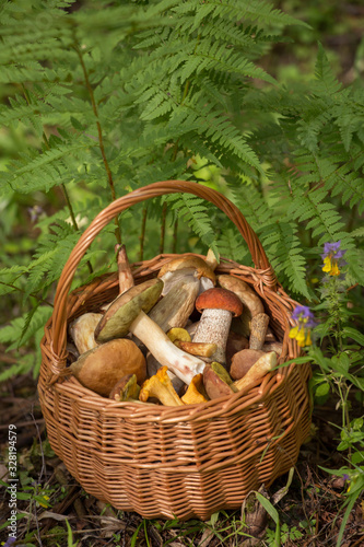 Edible mushrooms porcini in the wicker basket in grass and fern. Natural, forest