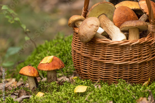 Edible mushrooms in moss in autumn fall forest closeup. Porcini in the basket