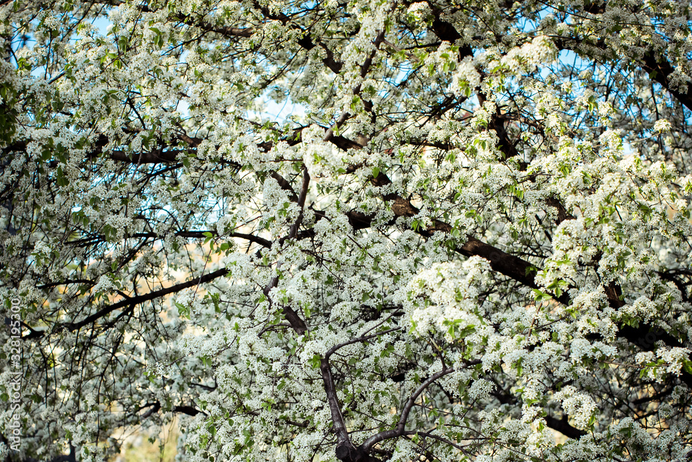 the spring tree 