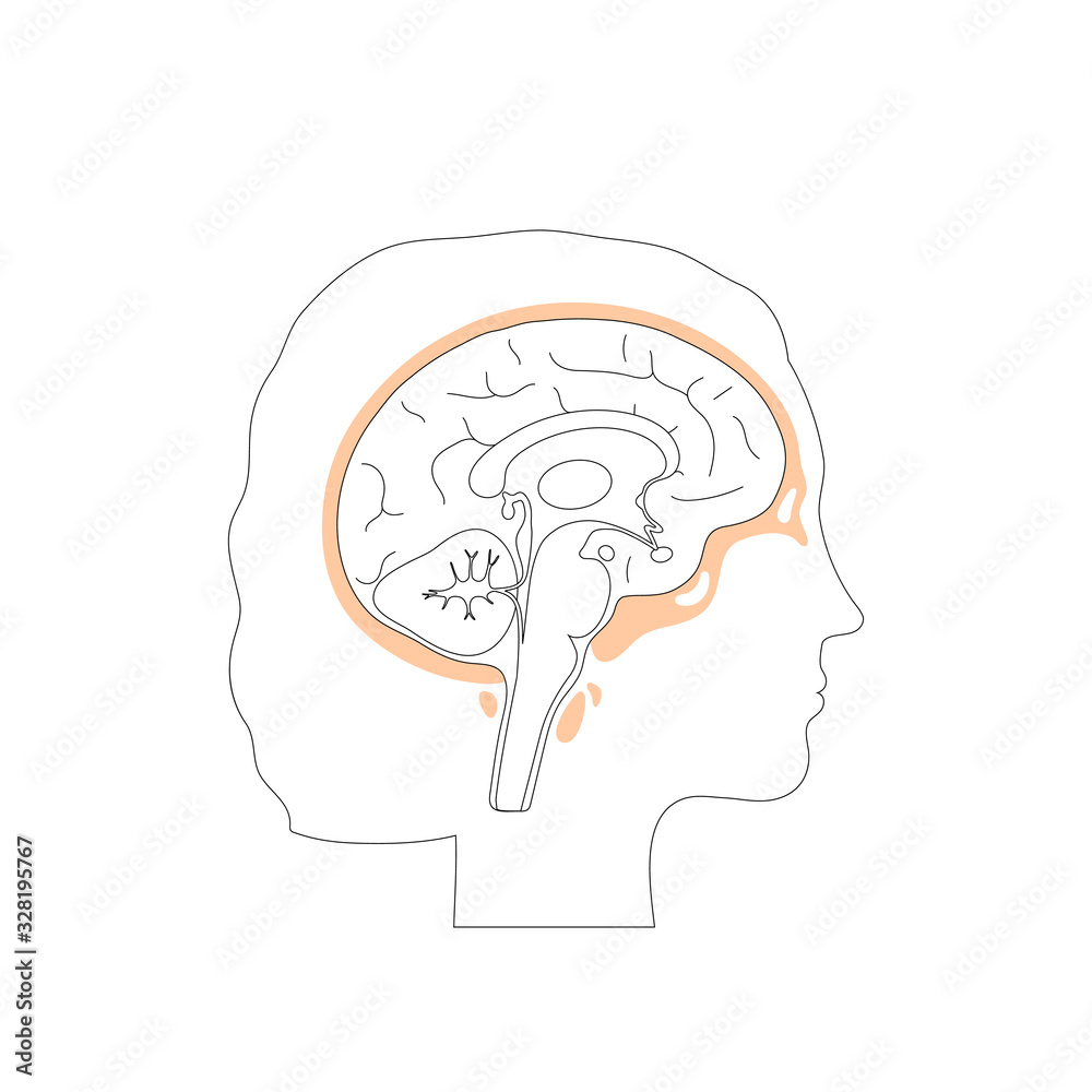 Vector isolated illustration of Skull Vector isolated illustration of Skull