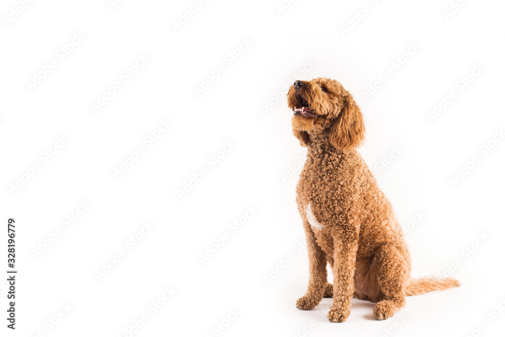 Golden Doodle Dog Isolated on White Background Golden Doodle Dog Isolated on White Background