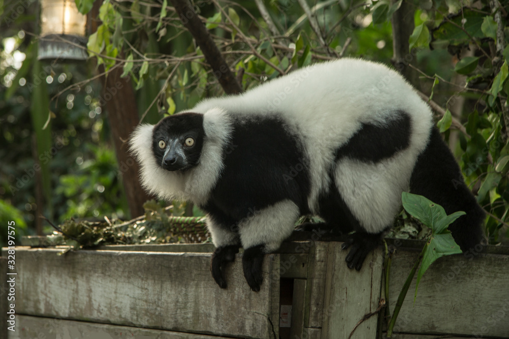 Obraz premium lemur vari