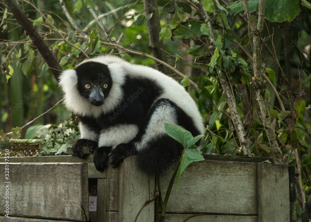 Obraz premium lemur vari