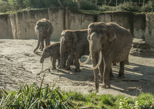 Canvas Print elephants in the park