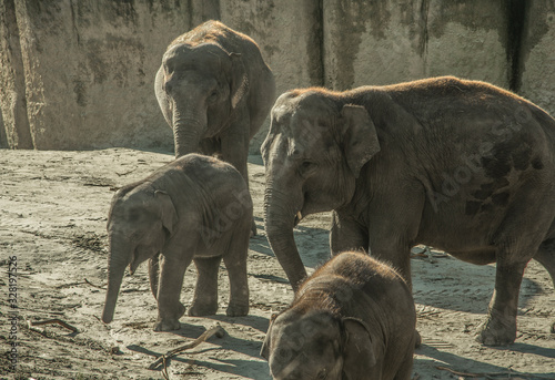Photography elephants