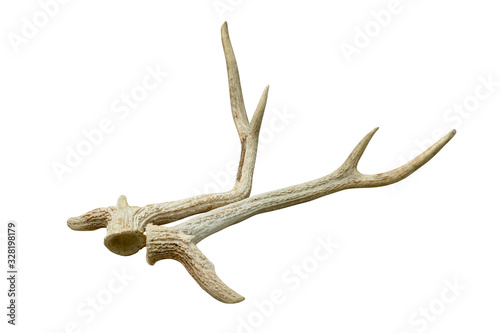 antlers of spotted deer isolated on white background  ,include clipping path
