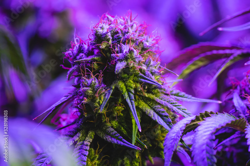 Up close view of mature Indoor recreational and medical marijuana industry plant with visible amber pistils and developing trichomes