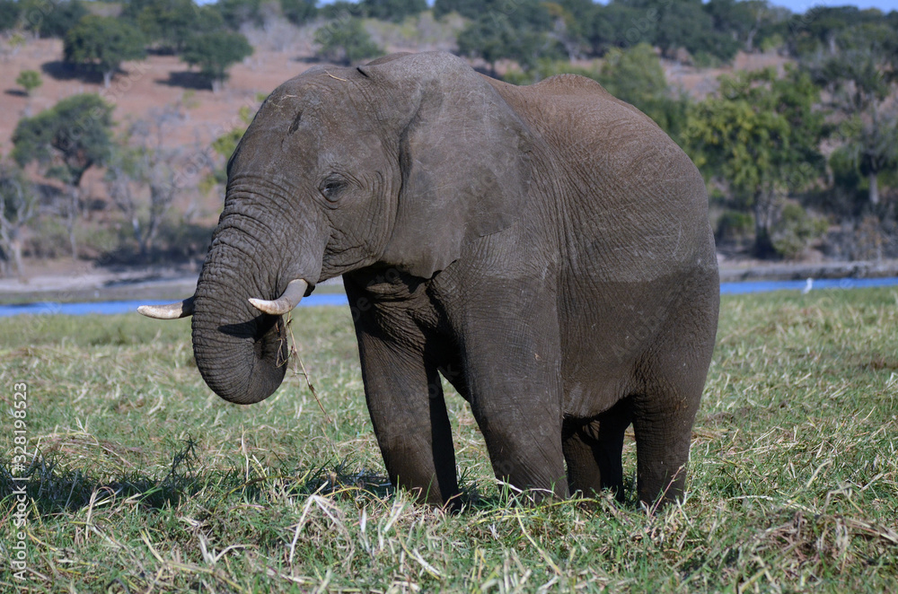 An elephant grazes by the Chobe River in Botswana