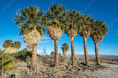 An Oasis of Palm Trees planted in a straight line in the Mojave Desert at Lake Mead specifically Blue Point Spring along Northshore Road.