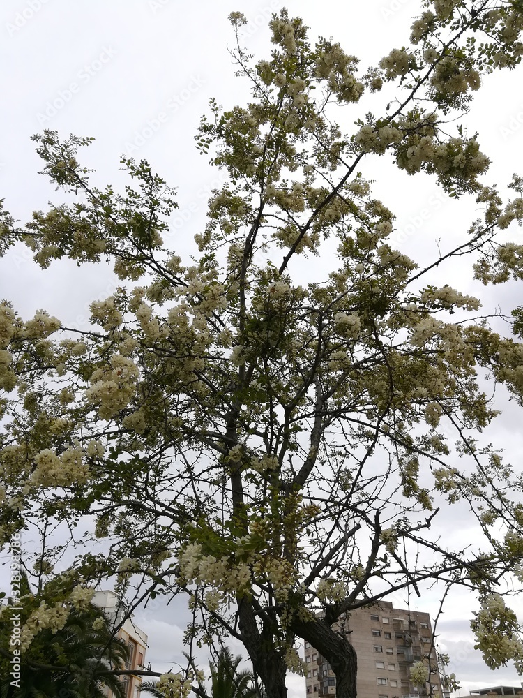 Árbol con flores blancas visto desde abajo Árbol con flores blancas visto desde abajo