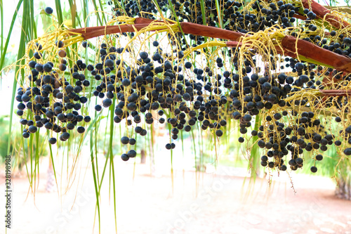 Fruits of a palm tree, specie Livistona benthamii, general view. photo